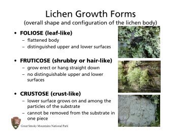 Lichen Growth Forms - Great Smoky Mountains Institute at Tremont