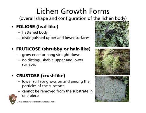 Lichen Growth Forms - Great Smoky Mountains Institute at Tremont