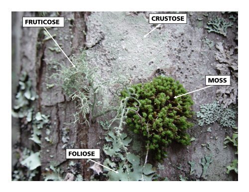 Lichen Growth Forms - Great Smoky Mountains Institute at Tremont