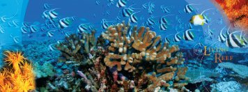 Living Reef - The Nature Conservancy