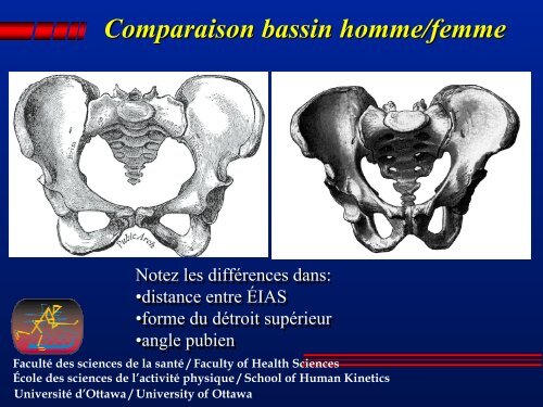 Comparaison bassin homme/femme - Faculty of Health Sciences ...