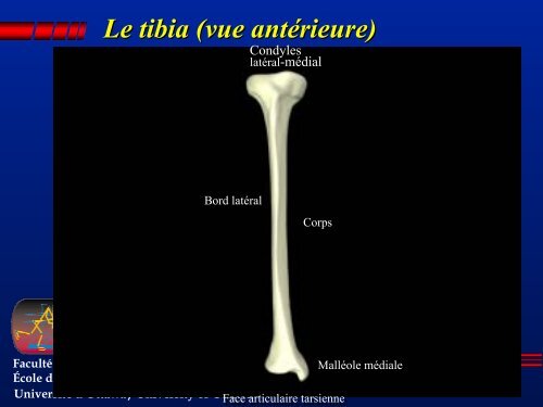 Comparaison bassin homme/femme - Faculty of Health Sciences ...