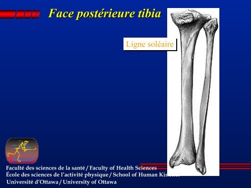 Comparaison bassin homme/femme - Faculty of Health Sciences ...