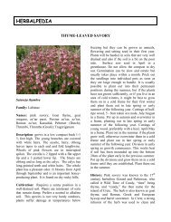 Thyme Leaved Savory - Herbalpedia