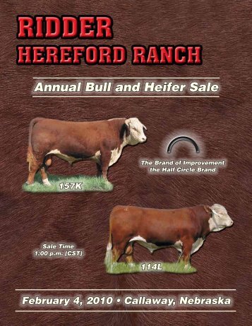 two YeAr old Bulls - Hereford America