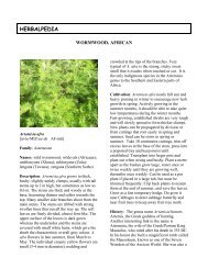 African Artemisia - Herbalpedia