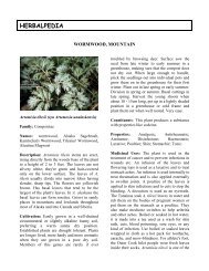 Mountain Wormwood - Herbalpedia