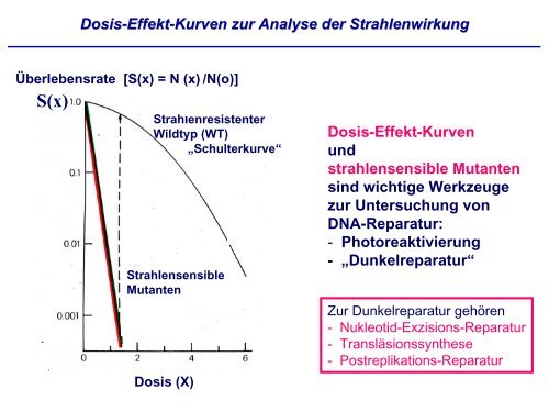 DNA Reparatur