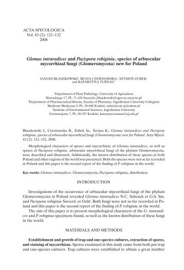 Glomus intraradices and Pacispora robiginia, species of arbuscular ...