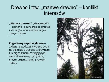 martwe drewno