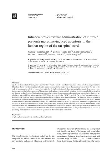 Intracerebroventricular administration of riluzole prevents morphine ...