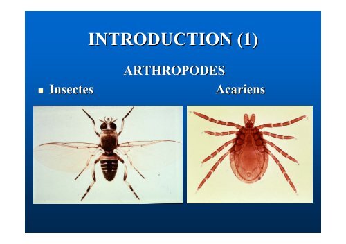 transmission vectorielle exemples d'insectes vecteurs de ... - IMEA