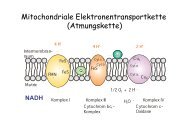 Mitochondriale Elektronentransportkette (Atmungskette)