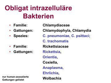 Subtypen von Chlamydia trachomatis - imikro