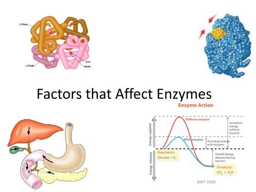 Factors that Affect Enzymes