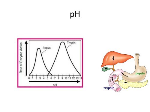 Factors that Affect Enzymes