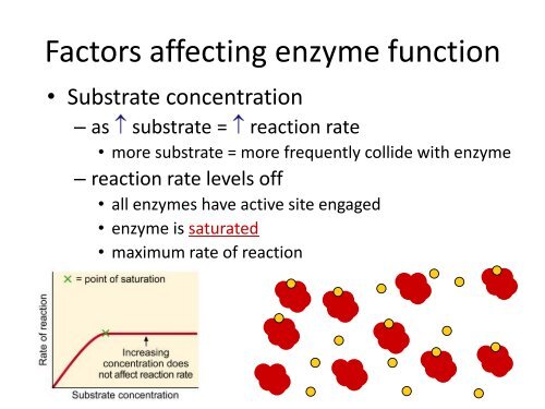 Factors that Affect Enzymes