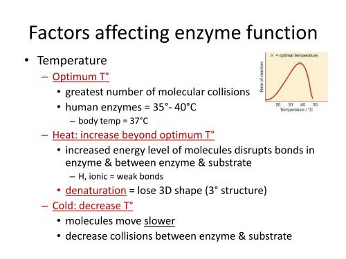 Factors that Affect Enzymes