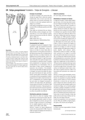 Tulipe de Grengiols - Info Flora