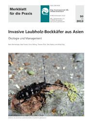 Invasive Laubholz-Bockkäfer aus Asien - WSL