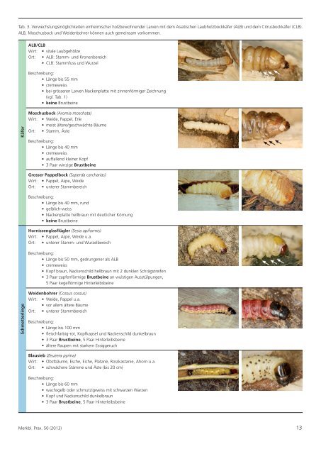 Invasive Laubholz-Bockkäfer aus Asien - WSL