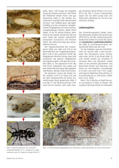 Invasive Laubholz-Bockkäfer aus Asien - WSL