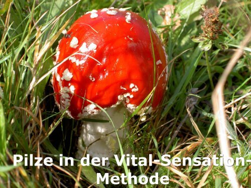 Pilze in der Vital-Sensation- Methode