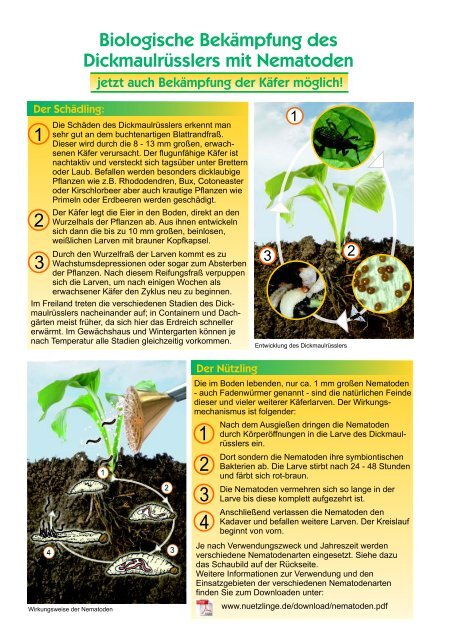 Dickmaulrüssler-bekämpfung mit Nematoden - Nuetzlinge.de