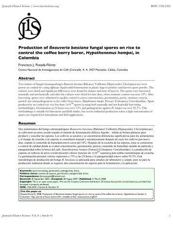 Production of Beauveria bassiana fungal spores on rice to control ...