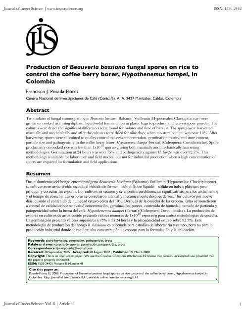 Production of Beauveria bassiana fungal spores on rice to control ...