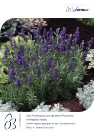 Lavandula Lavance - Florensis