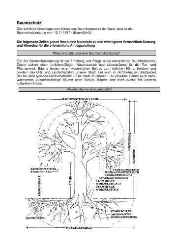 Merkblatt Baumschutz (PDF, 49.9 KB) - Jena