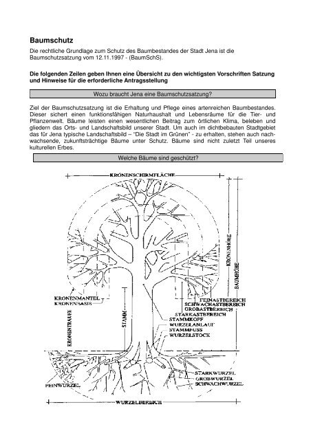 Merkblatt Baumschutz (PDF, 49.9 KB) - Jena