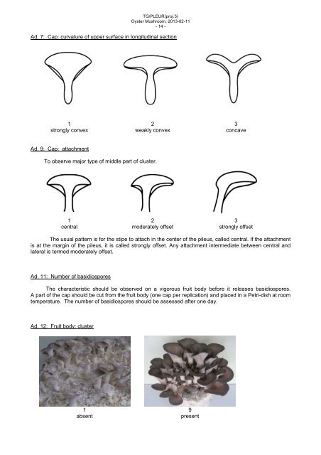 (Pleurotus ostreatus (Jacq.) P. Kumm.) - International Union for the ...