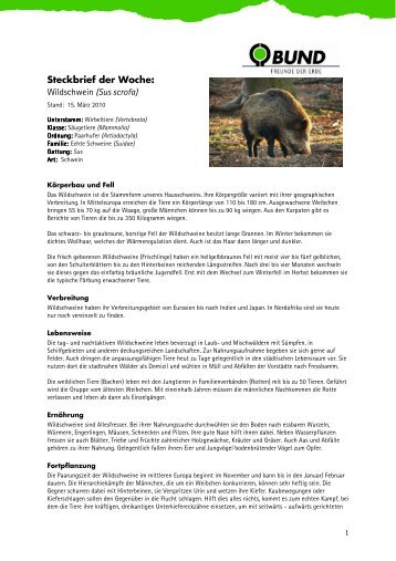 Steckbrief der Woche: Wildschwein (Sus scrofa) - BUND