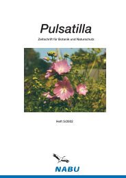 Pulsatilla - Nabu