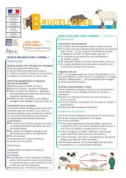 Fiche Brucellose.qxd - Ministère de l'agriculture, de l'agroalimentaire ...