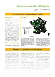 Castanea sativa Mill. - Châtaignier