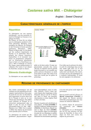 Castanea sativa Mill. - Châtaignier