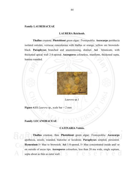 34 CHAPTER 4 RESULTS 4.1 Lichen diversity Epiphytic lichens ...