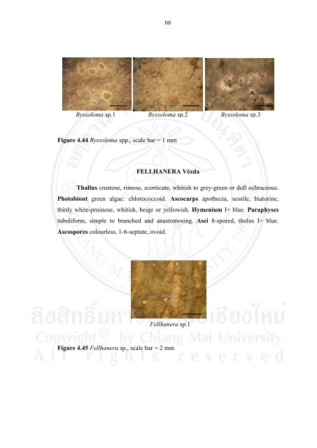 34 CHAPTER 4 RESULTS 4.1 Lichen diversity Epiphytic lichens ...