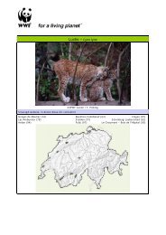 Luchs – Lynx lynx - WWF Schweiz