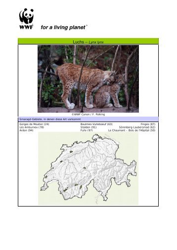 Luchs – Lynx lynx - WWF Schweiz