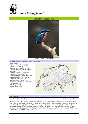 Eisvogel - Alcedo atthis - WWF Schweiz