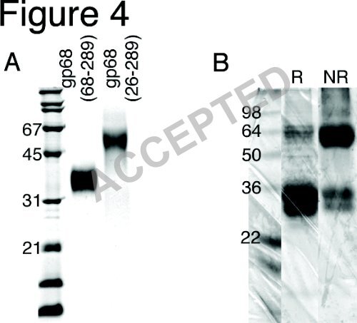 The Human Cytomegalovirus Fc Receptor gp68 Binds the Fc CH2 ...