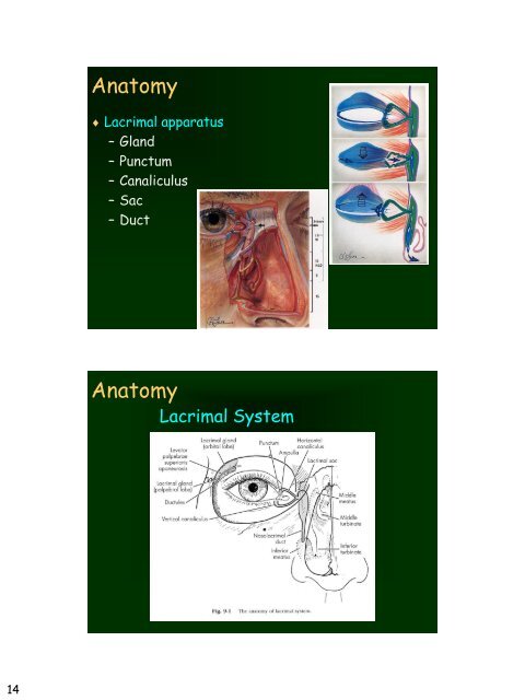 Eyelid Reconstruction