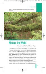 Moose im Wald