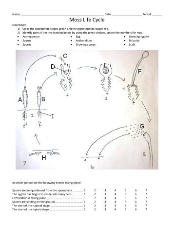 Moss and Fern Life cycle drawings