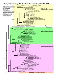 Phylogenetic Diversity of bacteria from Duke Forest ... - Duke Biology