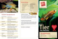 Flyer Tier des Monats, Zwergbuntbarsche - Zoo & Co.